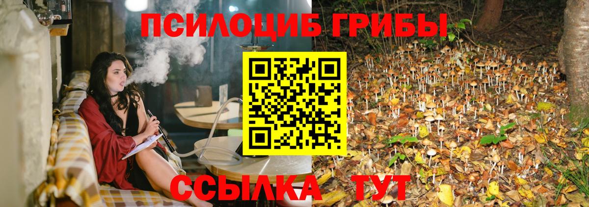Псилоцибиновые грибы Psilocybe Сорочинск